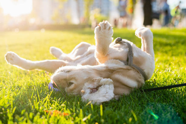 Dog rolling in a field of grass
