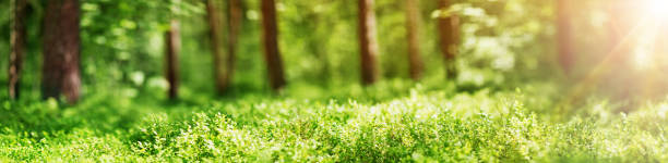 istock Pine and fir forest panorama in spring 1268890546