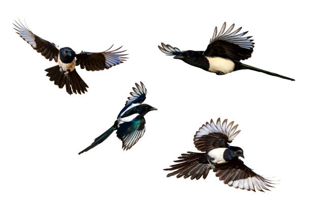 istock Isolated bird. White background. Bird: Eurasian Magpie. Pica pica. 1268890741