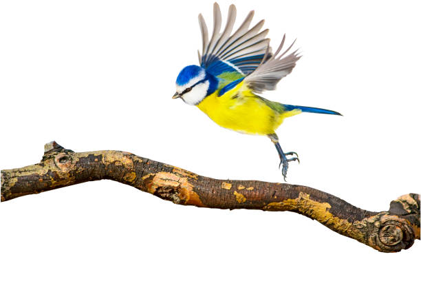 istock Isolated bird. White background. Eurasian Blue Tit. 1268894428