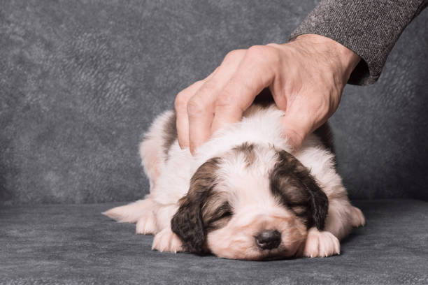 istock male hand caressing a cute sheperd puppy 1268894549