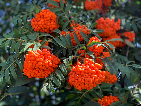 Ripe vibrant orange rowan berries close up