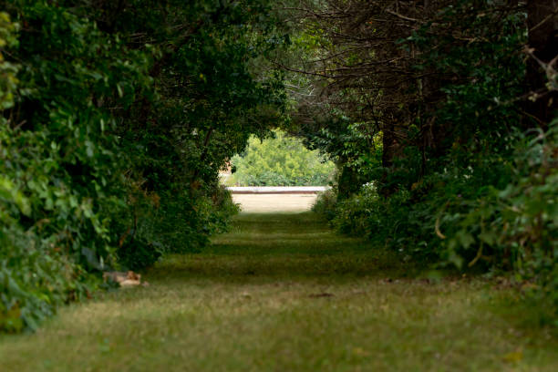 istock Tunnel in the woods 1268899141