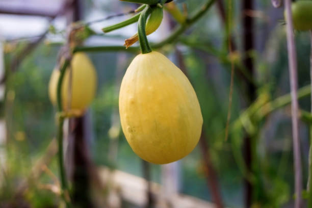 istock Decorative pumpkin. Small decorative pumpkin hanging on tree branches. Green foliage in the background. 1268903285