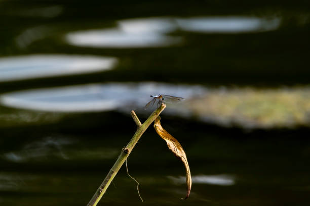 istock Dragonfly on stick near pond 1268904621