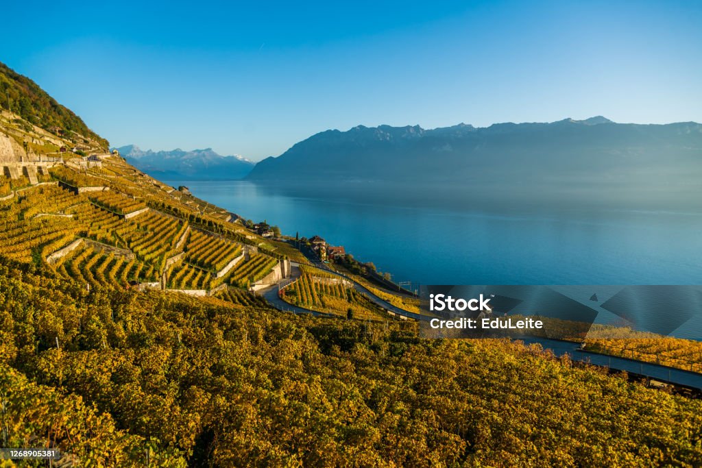 Lavaux vineyards Lavaux vineyards with lake Geneva and swiss alps in backgroun - Lausanne / Switzerland Switzerland Stock Photo