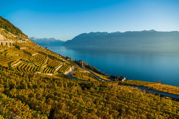 Lavaux vineyards Lavaux vineyards with lake Geneva and swiss alps in backgroun - Lausanne / Switzerland montreux photos stock pictures, royalty-free photos & images