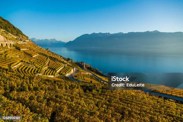 Lavaux Vineyards Stock Photo - Download Image Now - Switzerland, Swiss Culture, Lausanne