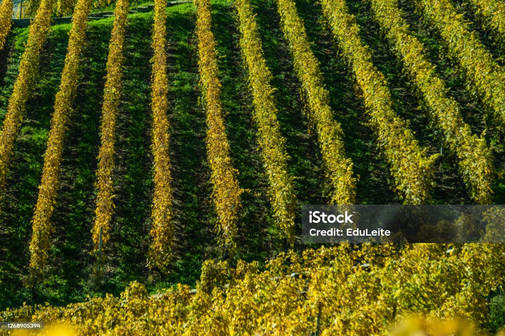 Vineyard Vineyard background Full Frame Stock Photo