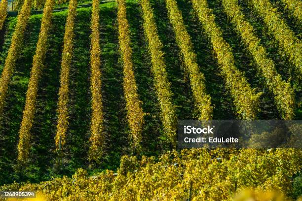 Vineyard Stock Photo - Download Image Now - Full Frame, Vineyard, Agricultural Field