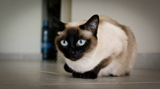 istock Siamese cat with blue eyes sitting 1268905425