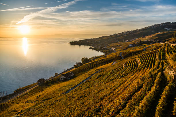 일몰의 라보 포도원 - village switzerland landscape swiss culture 뉴스 사진 이미지