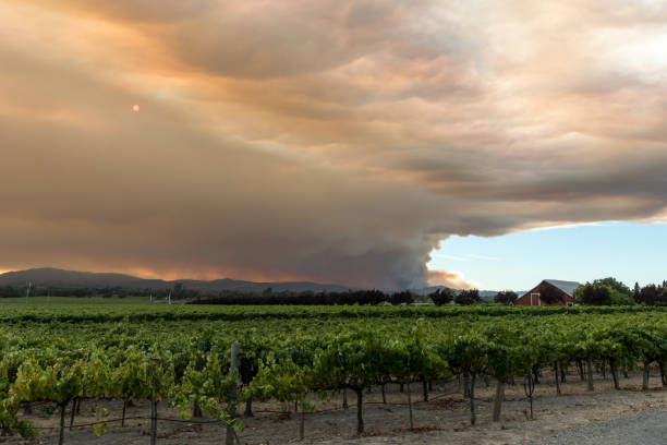 şarap ülke yangın - wildfire smoke stok fotoğraflar ve resimler