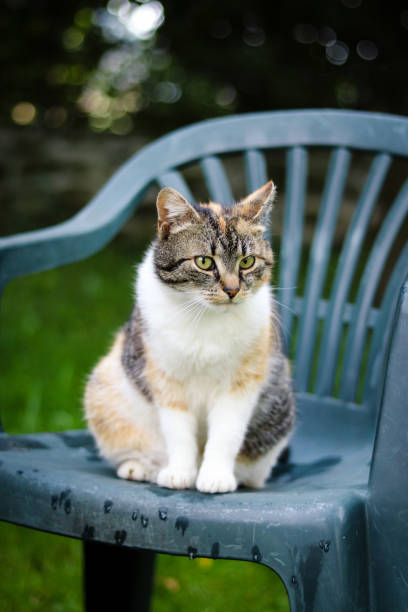 cuco divertido de um gato doméstico com olhos verdes sentado em uma cadeira de plástico e olhando para o jardim com interesse. um olhar engraçado. rosto com muitas expressões - prudish - fotografias e filmes do acervo