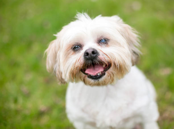 A Shih Tzu dog with cataracts in one eye stock photo