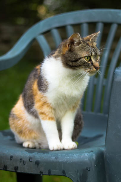 gato domesticado con la cabeza negra, blanca y oxidada y ojos verdes está descansando sobre una silla y ganando fuerza para un mayor movimiento. gato en guardia. gato checo. destino europeo - prudish fotografías e imágenes de stock