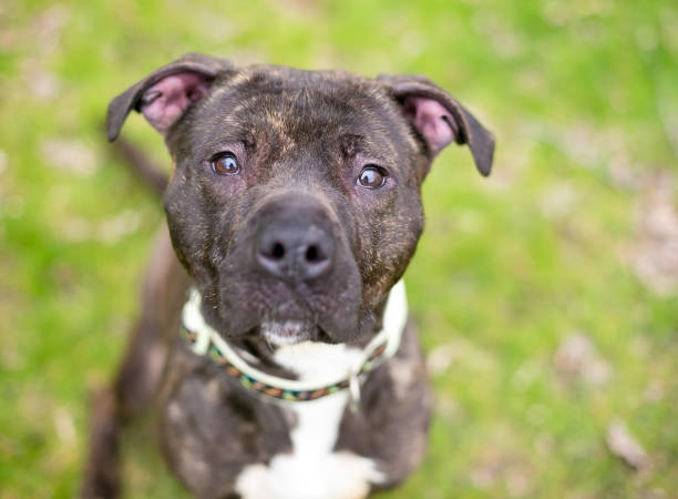 istock A Pit Bull Terrier mixed breed dog looking up at the camera 1268908068