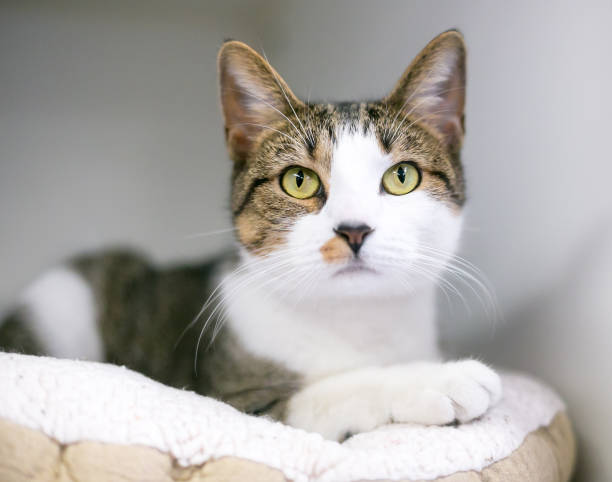 istock A shorthair cat relaxing on a soft cat bed 1268908118