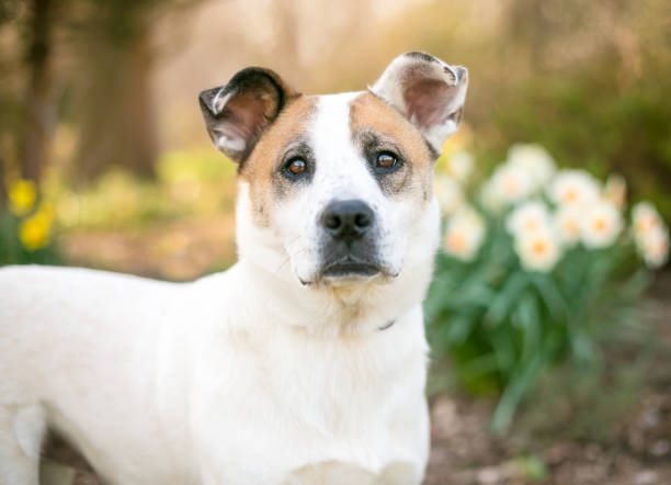 istock A mixed breed dog outdoors in the springtime 1268908154