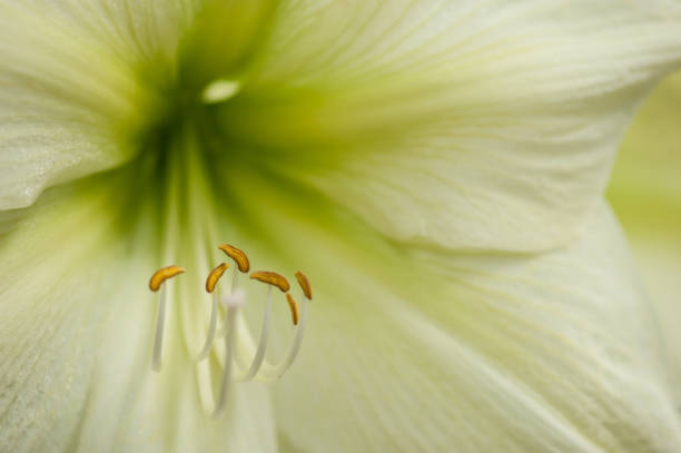 Stamen of tulip in macro