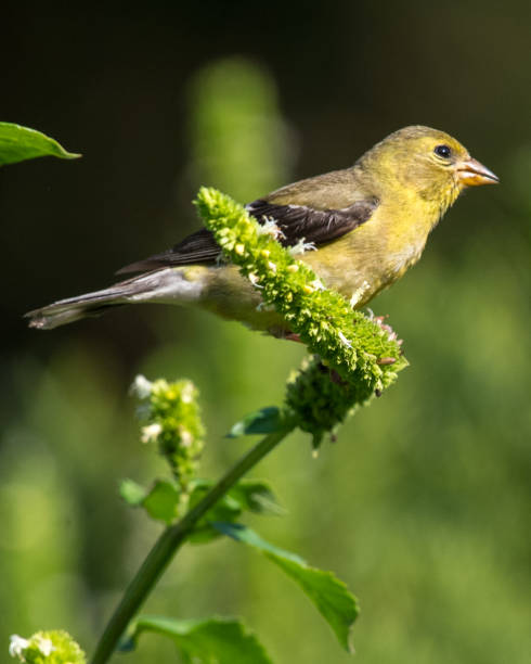 istock Goldfinch Bird on sunflowers 1268914709