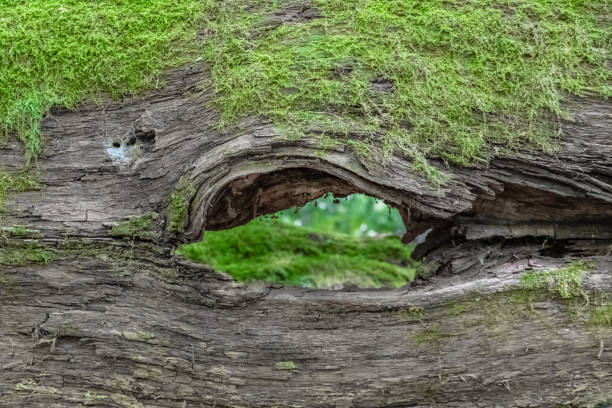 istock Looking through the gate whole of old fallen oak tree 1268915240
