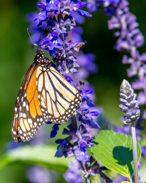 istock Monarch butterfly on plants and flowers 1268915851