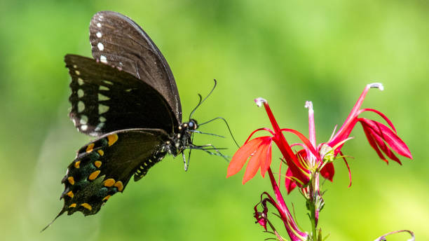 istock Various butterfly on plants and flowers 1268915936