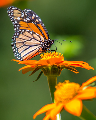Monarch butterfly on plants and flowers