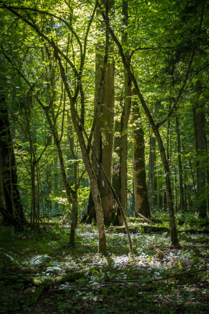 istock Immersive beauty of natural, ancient dense forest with old oak in foreground 1268916261