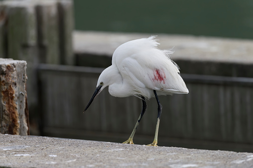 little egret wounded by territorial struggles