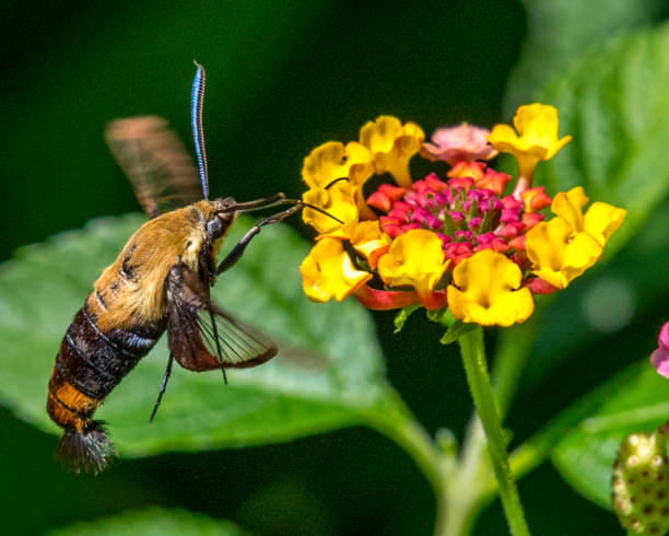 istock Hummingbird Moth on a flower 1268920044
