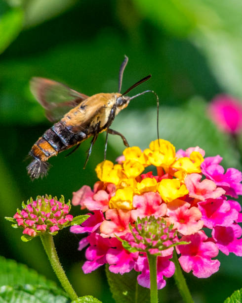 istock Hummingbird Moth on a flower 1268920047