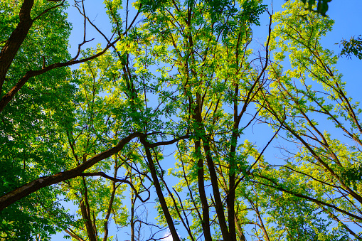 acacia branches with green leaves
