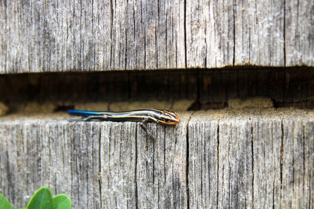A juvenile five lined skunk with a blue tail rests on a wooden pillar in Kentucky.