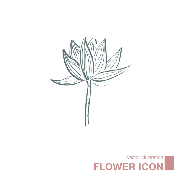 wektor rysowane kwiaty. - water lily obrazy stock illustrations