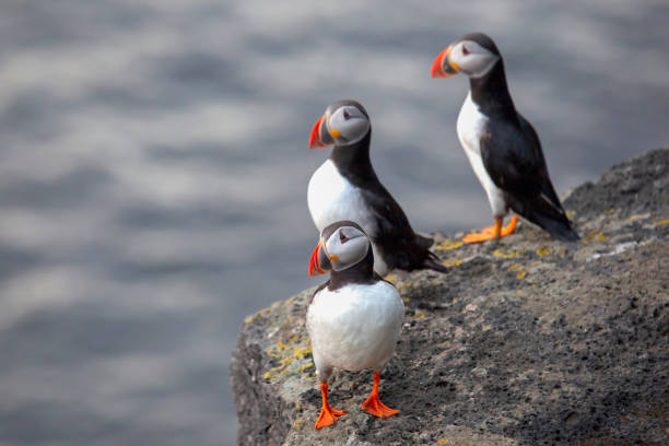 istock Three birds puffins sitting on a cliff of Iceland 1268927486