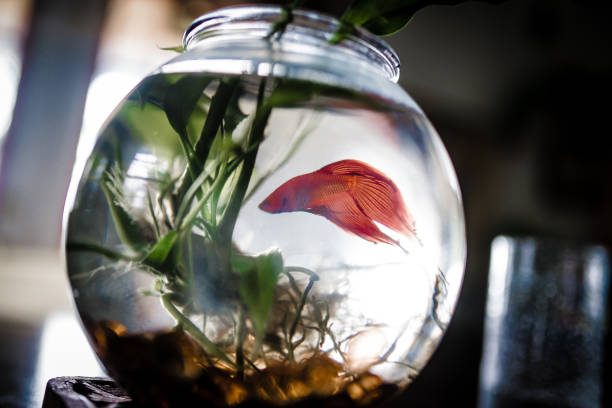 istock Pet fish in a bowl on kitchen table in family home 1268928061