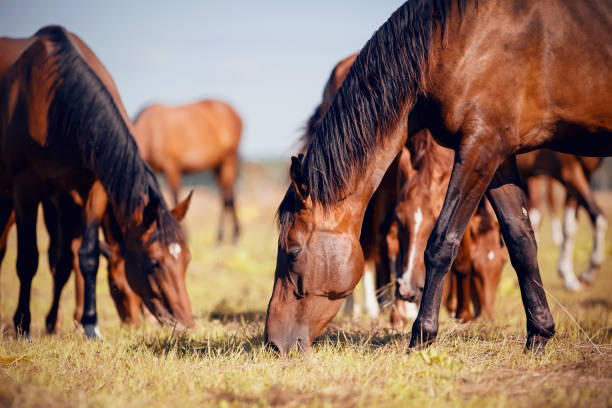istock A herd of sporting horses grazing on the field. 1268928225