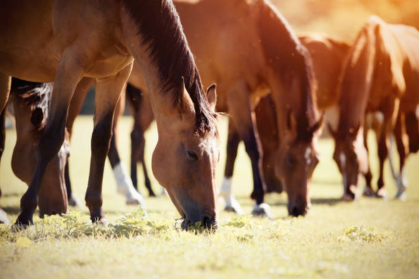 istock A herd of sporting horses grazing 1268928237