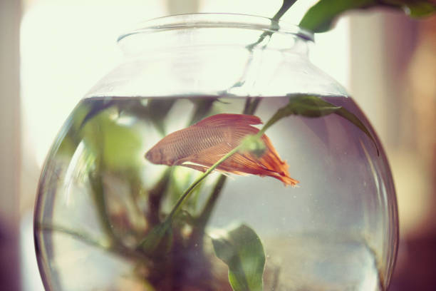 istock Pet fish in a bowl on kitchen table in family home 1268928313