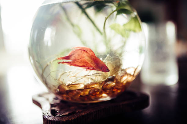 istock Pet fish in a bowl on kitchen table in family home 1268928316