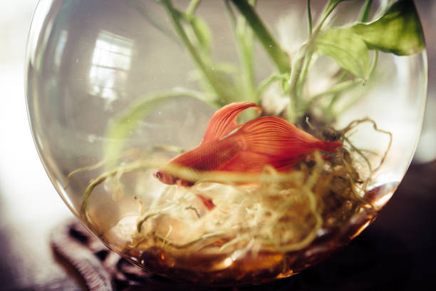 istock Pet fish in a bowl on kitchen table in family home 1268928433