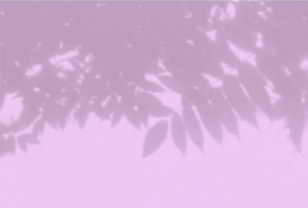 istock Shadow of a Rowan branch on a lilac background. White and black for superimposing a photo or mock up 1268929204