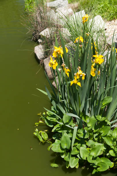 istock yellow irises growing on the edge of a pond 1268930043