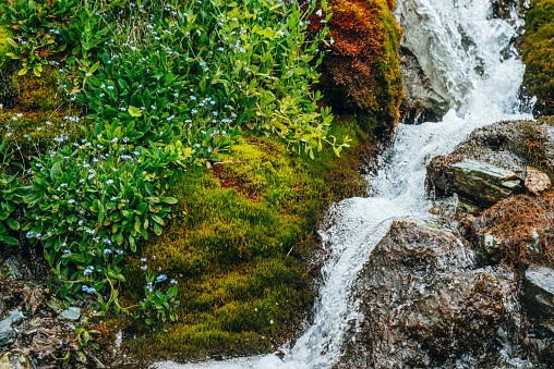 Scenic landscape with clear spring water stream among thick moss and lush vegetation. Mountain creek on mossy slope with fresh greenery and many small flowers. Colorful scenery with rich alpine flora.