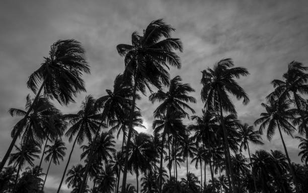 istock Coconut palm trees from Paiva beach 1268936214