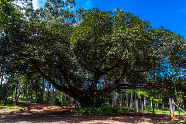 istock Old big fig tree (Ficus Insipida) on public park in Brazil 1268939473