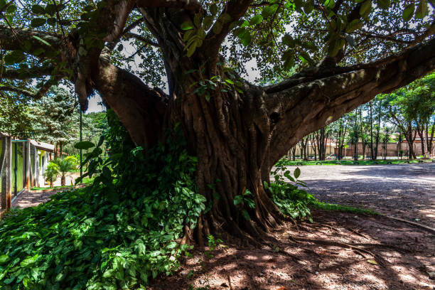 istock Old big fig tree (Ficus Insipida) on public park in Brazil 1268939509