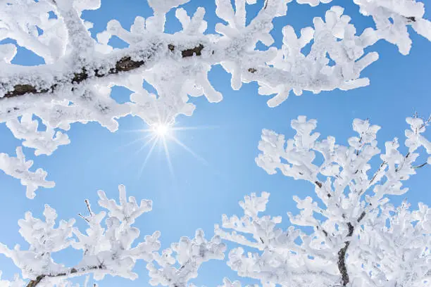 Photo of Rime Ice